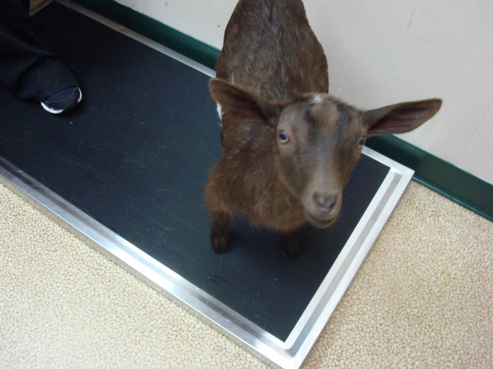 goat standing