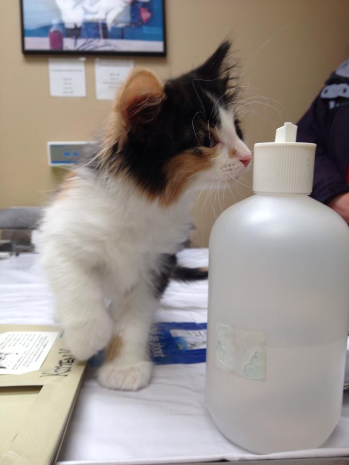 cat sniffing a bottle