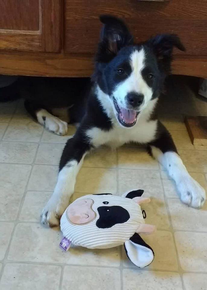 black and white dog laying next to cow toy