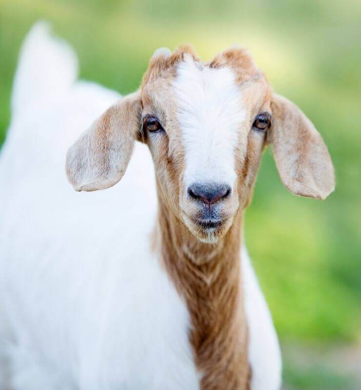 goat standing on grass