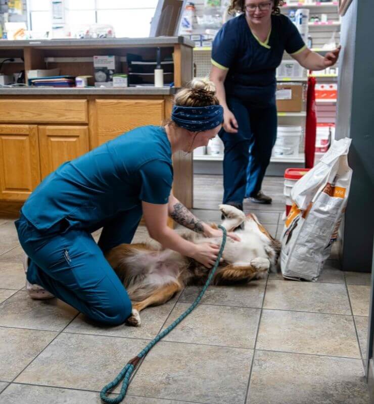 lewiston veterinary clinic team member playing with dog