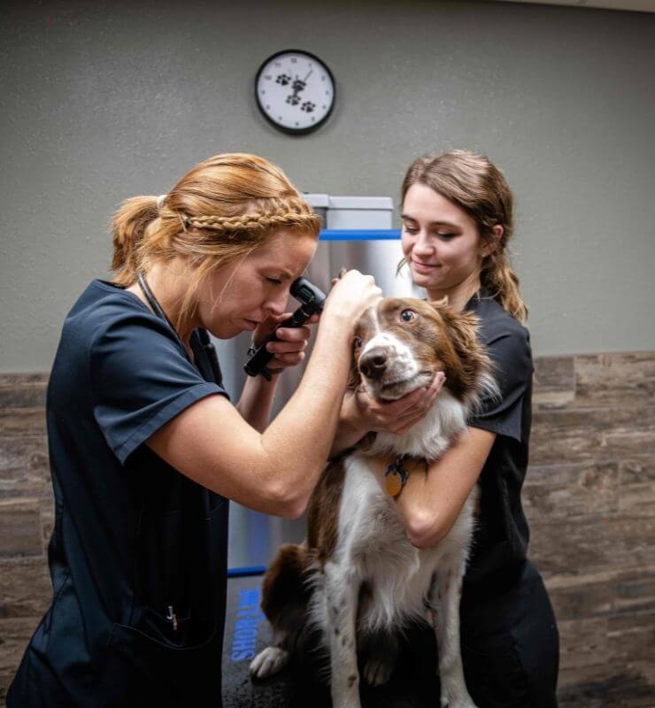 lewiston veterinary clinic wellness service