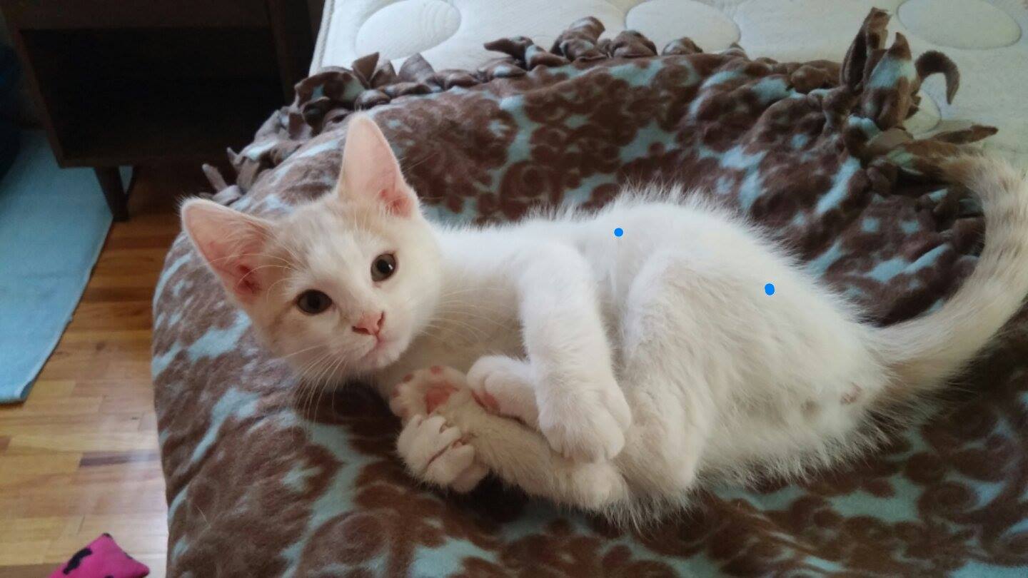 white kitten laying