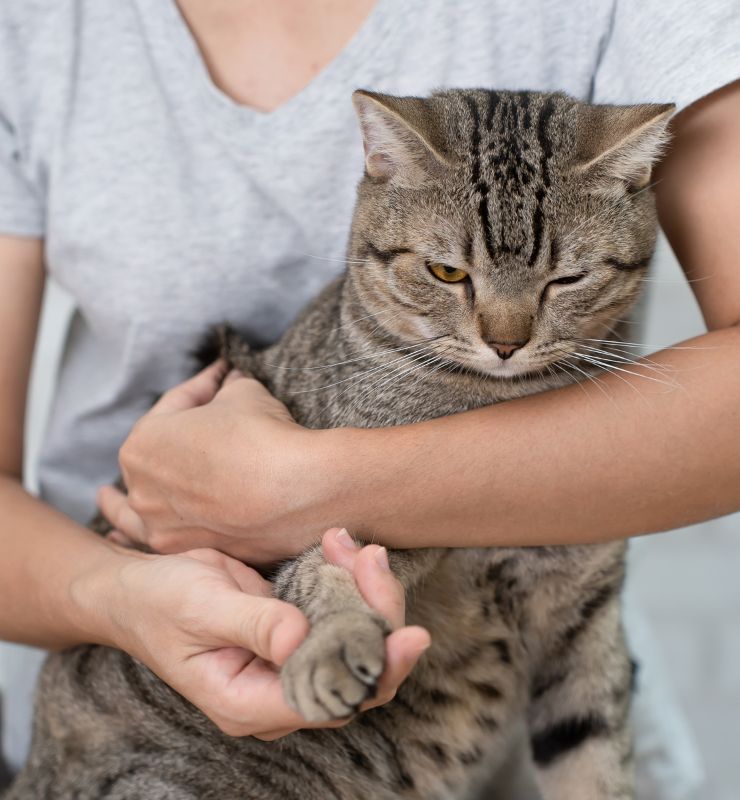Vet doing chiropractic on gray cat Vet doing chiropractic on gray cat
